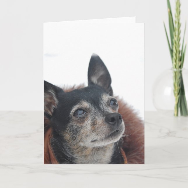 Cute Chihuahua Photos Greeting Card Kort (Framsida)