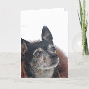 Cute Chihuahua Photos Greeting Card Kort
