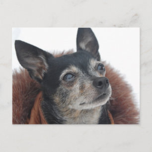 Cute Chihuahua Photos Postcard Vykort