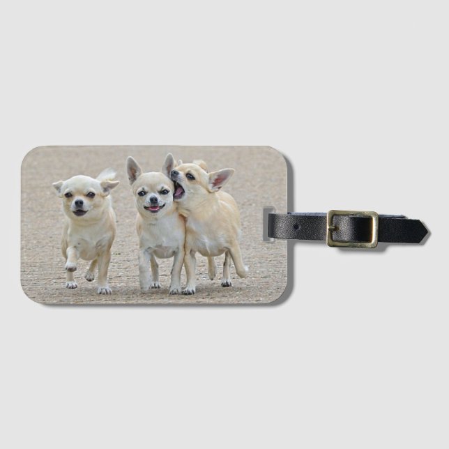 Cute Chihuahua Puppies Bagagebricka (Framsida horisontal)