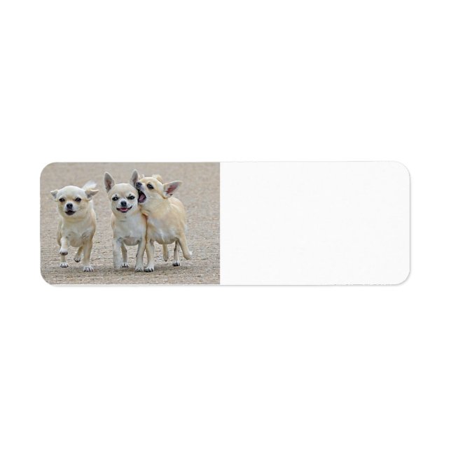 Cute Chihuahua Puppies-etikett Returadress Etikett (Framsidan)