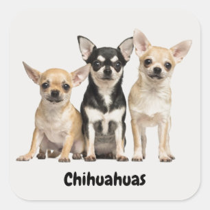 Cute Chihuahua Puppies Fyrkantigt Klistermärke