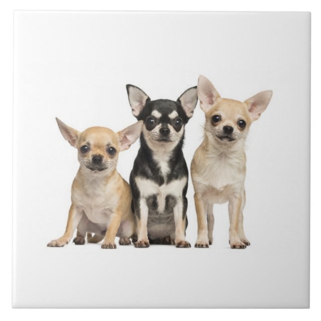 Cute Chihuahua Puppies Kakelplatta (Framsidan)