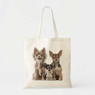 Cute Chihuahua Puppies Tygkasse