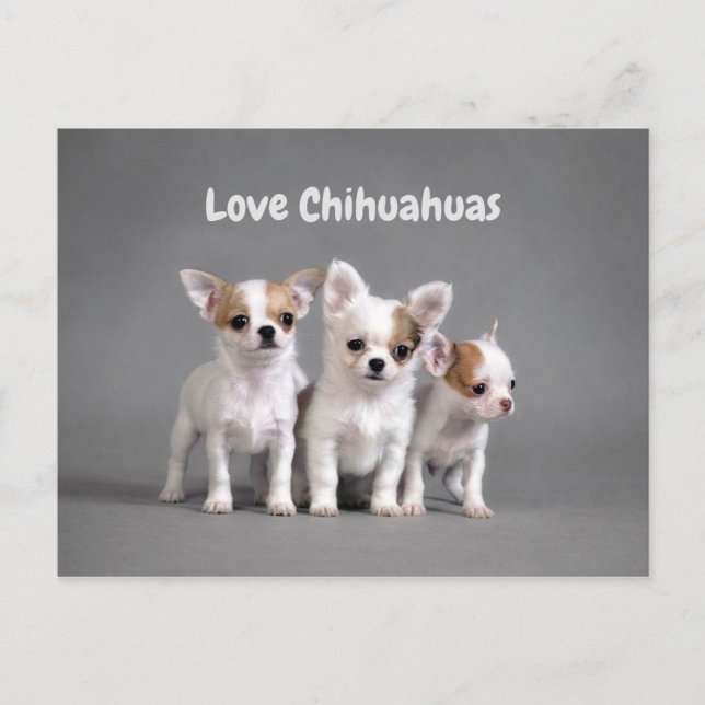 Cute Chihuahua Puppies Vykort (Framsida)