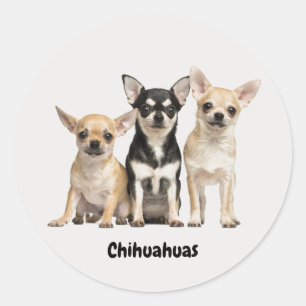 Cute Chihuahua Pupplies Runt Klistermärke