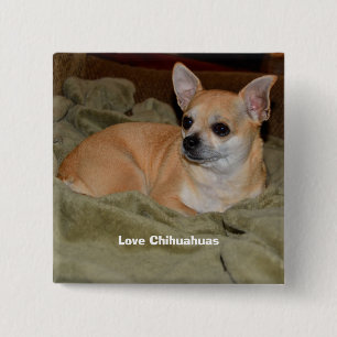 Cute Chihuahua Resting Knapp