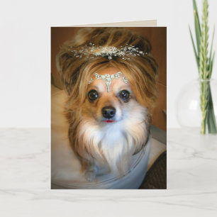 Cute Chihuahua som bär ett Wide Birthday Card Kort