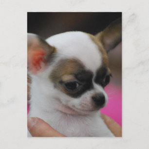 Cute Chihuahua-vykort Vykort