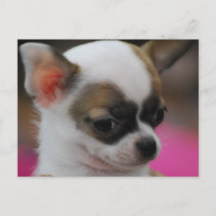 Cute Chihuahua-vykort Vykort