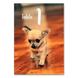 Cute Chihuahuas Photo Bordsnummers Bordsnummer