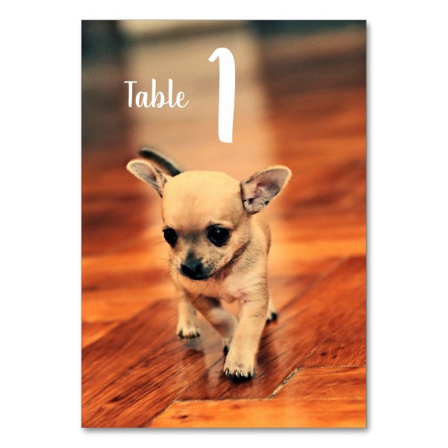 Cute Chihuahuas Photo Bordsnummers Bordsnummer (Framsidan)