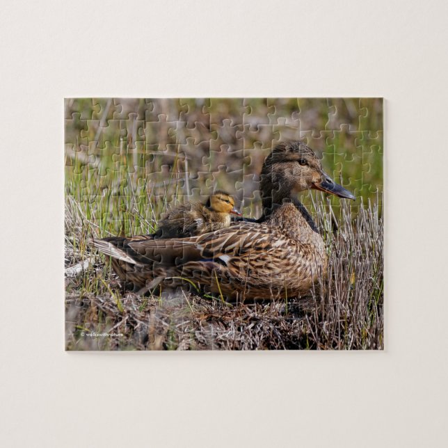 Cute Chillin Mallard Mamma Anka och Baby Duckling Pussel (Horisontell)