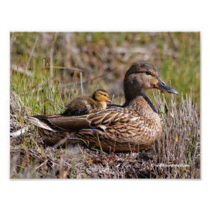 Cute Chillin'Mallard Mamma Anka & Baby Duckling Fototryck