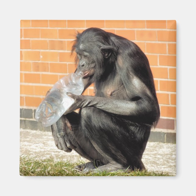 CUTE CHIMP MAGNET (Framsidan)