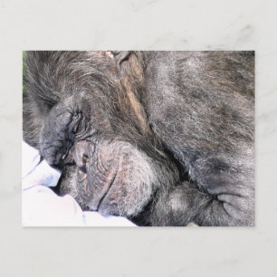 CUTE CHIMPANZEE VYKORT