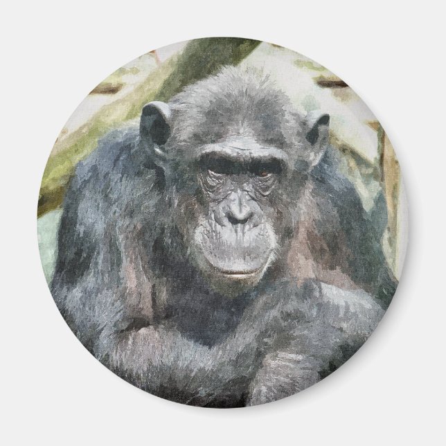 CUTE CHIMPANZEES MAGNET (Framsidan)