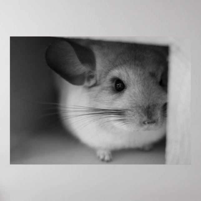 Cute Chinchilla Poster (Framsidan)
