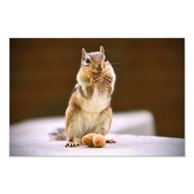 Cute Chipmunk Eating a Peanut Fototryck (Framsidan)