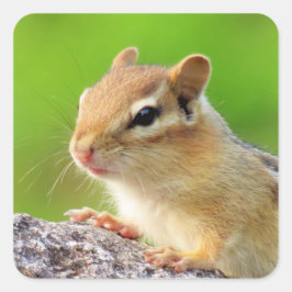 Cute Chipmunk Fyrkantigt Klistermärke