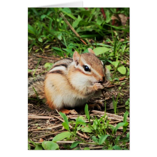 Cute Chipmunk Hälsningskort (Framsidan)