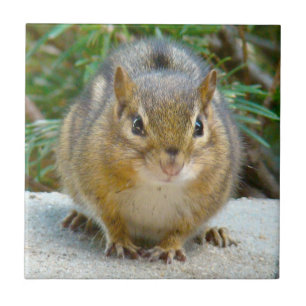 Cute Chipmunk har Öga på dig Kakelplatta