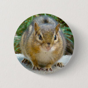 Cute Chipmunk har Öga på dig Knapp