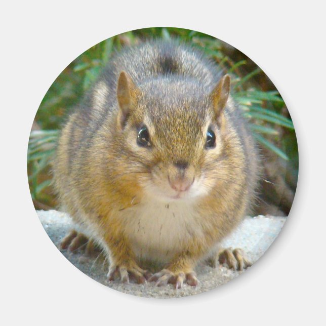 Cute Chipmunk har Öga på dig Magnet (Framsidan)