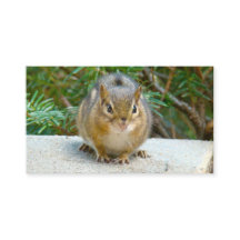 Cute Chipmunk har Öga på dig