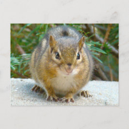 Cute Chipmunk har Öga på dig Vykort