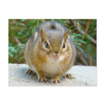 Cute Chipmunk har Öga på dig