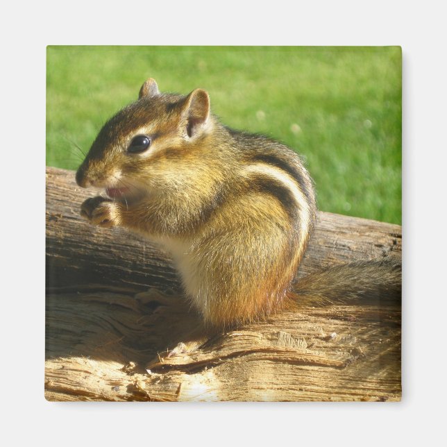 Cute Chipmunk Magnet (Framsidan)