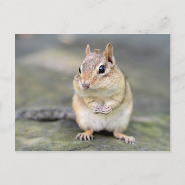 Cute Chipmunk med Kryp Friend Vykort (Framsida)