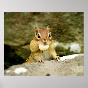 Cute Chipmunk med stor behandling Poster