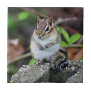 Cute Chipmunk på Sten-djur Kakelplatta