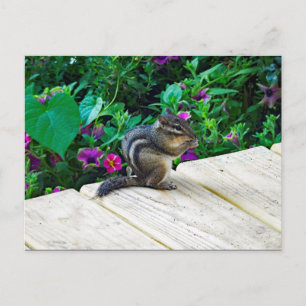 Cute Chipmunk Photo Vykort