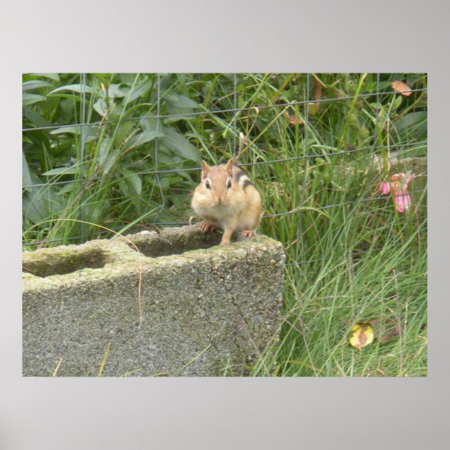 Cute Chipmunk Poster (Framsidan)