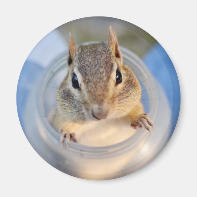 Cute Chipmunk Sitta i en livsmedelsbehållare Magnet (Framsidan)