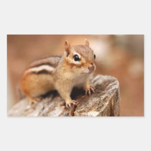 Cute Chipmunk Väntar Rektangulärt Klistermärke