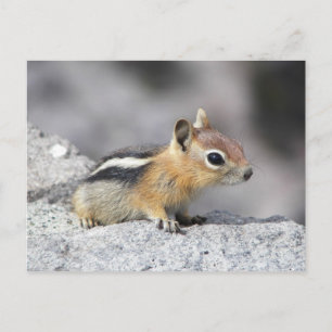Cute Chipmunk Vykort