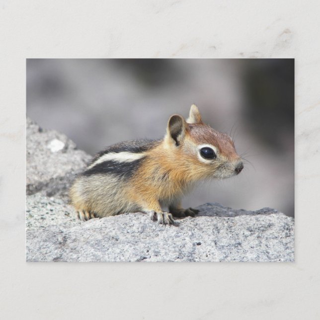 Cute Chipmunk Vykort (Framsida)
