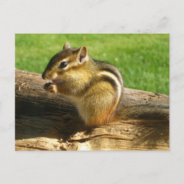 Cute Chipmunk Vykort (Framsida)