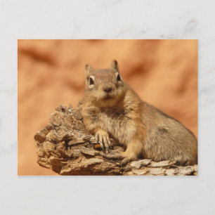 Cute chipmunk vykort