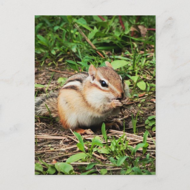 Cute Chipmunk Vykort (Framsida)