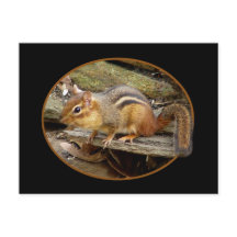 Cute Chipmunk-vykort