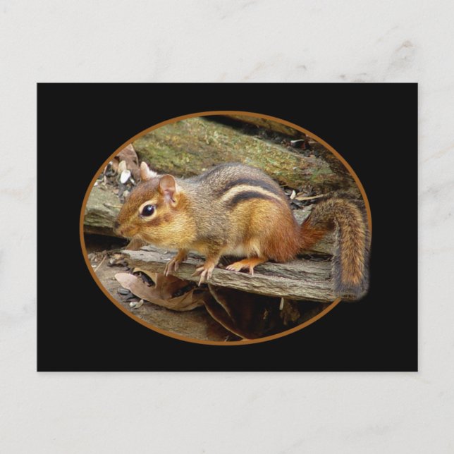 Cute Chipmunk-vykort Vykort (Framsida)