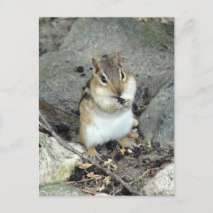 Cute Chipmunk-vykort Vykort