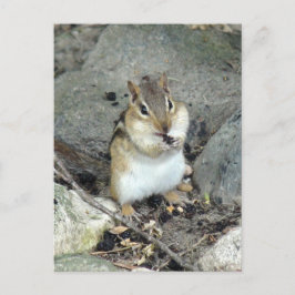 Cute Chipmunk-vykort Vykort