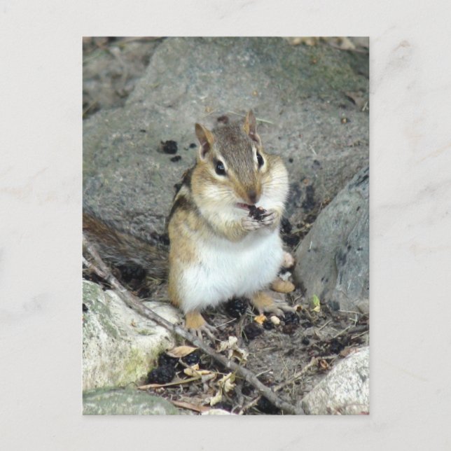 Cute Chipmunk-vykort Vykort (Framsida)