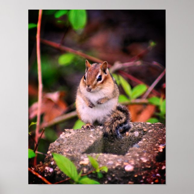 Cute Chipmunk Wildlife Poster (Framsidan)